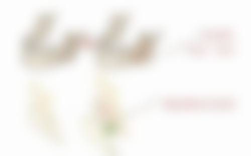 柳州丽人纯韩整形医院怎么预约