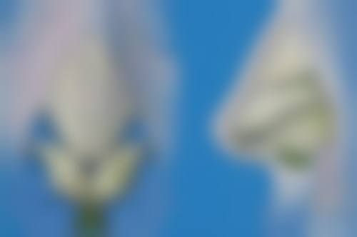 北京星源医疗美容医院金寿信医生擅长项目