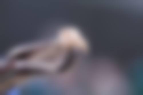 刘靖医生擅长项目