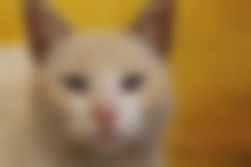 结尾预约号召